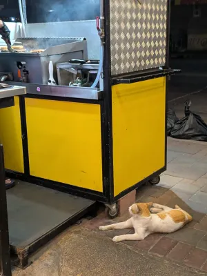パタヤのアランバーガーにご飯をねだりに来た猫の画像